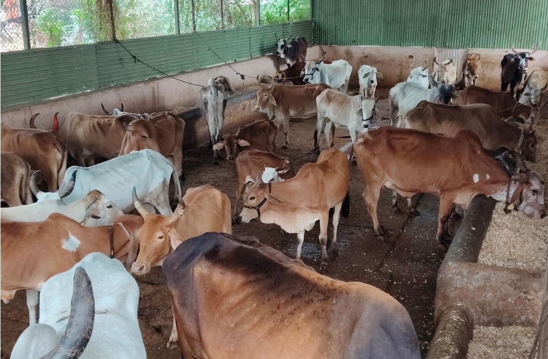 गो-शाळा